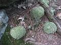 Elwell Trail NH 2010 170